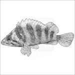 Tree Rockfish - Signed Fine Art Print - Image 2