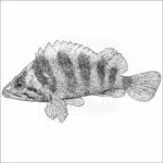 Tree Rockfish - Signed Fine Art Print - Image 2