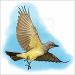 Western Kingbird drawing