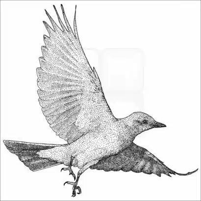 Western Kingbird - Signed Fine Art Print - Image 2