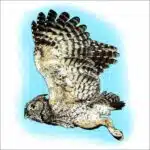 Western Screech Owl illustration