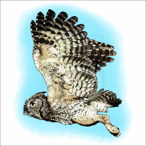 Western Screech Owl illustration