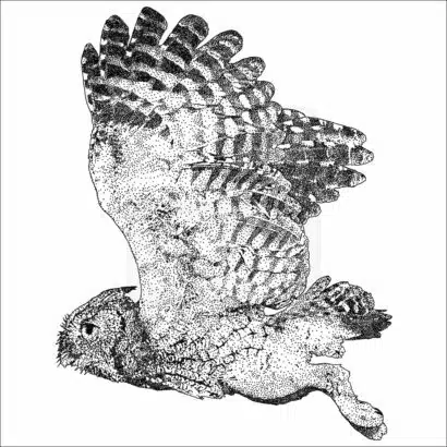 Western Screech Owl - Signed Fine Art Print - Image 2