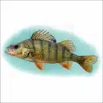 Yellow Perch illustration