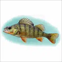Yellow Perch illustration