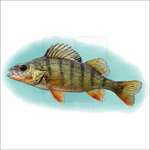Yellow Perch illustration