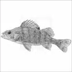 Yellow Perch- Signed Fine Art Print - Image 2