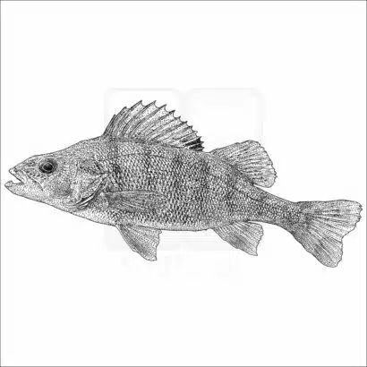 Yellow Perch- Signed Fine Art Print - Image 2