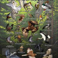 Birds of the Carpathian Mountains poster