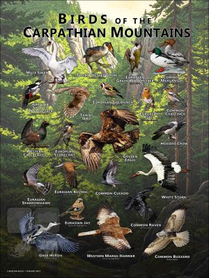 Birds of the Carpathian Mountains poster