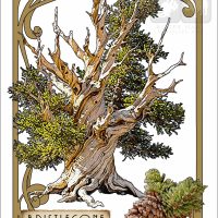 Illustration of a Western Bristlecone Pine Tree in an art nouveau style