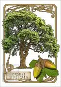 Illustration of a Coast Live OakTree in an art nouveau style