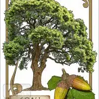 Illustration of a Coast Live OakTree in an art nouveau style