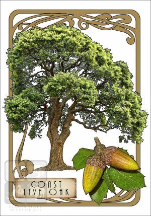 Illustration of a Coast Live OakTree in an art nouveau style