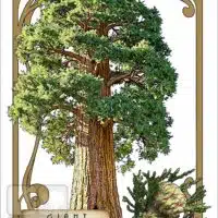 Illustration of a Giant Sequoia Tree in an art nouveau style