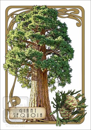 Illustration of a Giant Sequoia Tree in an art nouveau style