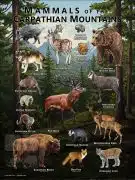 Poster featuring the mammals of the Carpathian Mountains