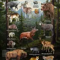 Poster featuring the mammals of the Carpathian Mountains