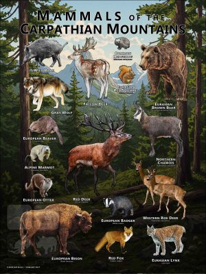 Poster featuring the mammals of the Carpathian Mountains