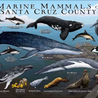 Poster design featuring various species of marine mammals found in the area of the Santa Cruz coastline in California
