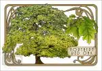 Illustration of a Northern Red Tree in an art nouveau style