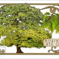 Illustration of a Northern Red Tree in an art nouveau style