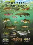 Poster design featuring various species of sportfish found in Arizona