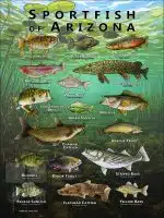 Poster design featuring various species of sportfish found in Arizona