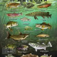 Poster design featuring various species of sportfish found in Arizona