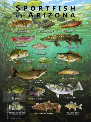 Poster design featuring various species of sportfish found in Arizona