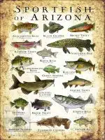 Sportfish of Arizona Poster Print - Image 3