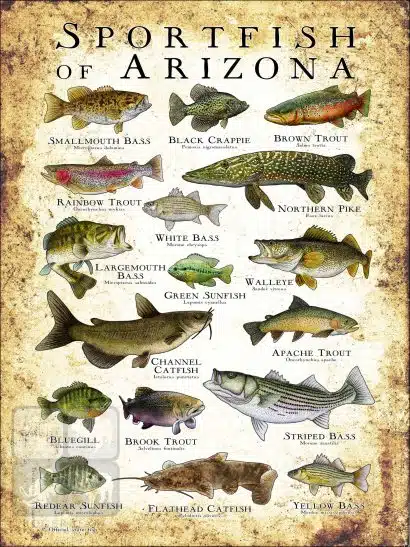 Sportfish of Arizona Poster Print - Image 3