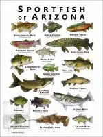 Sportfish of Arizona Poster Print - Image 2