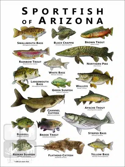 Sportfish of Arizona Poster Print - Image 2