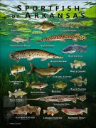 Poster design featuring various species of sportfish found in Arkansas