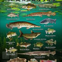 Poster design featuring various species of sportfish found in Arkansas