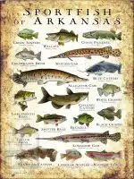 Sportfish of Arkansas Poster Print - Image 3