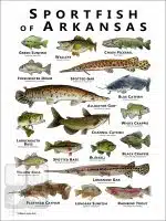 Sportfish of Arkansas Poster Print - Image 2
