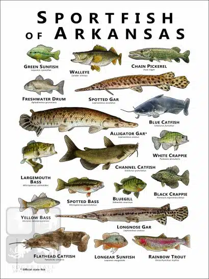 Sportfish of Arkansas Poster Print - Image 2