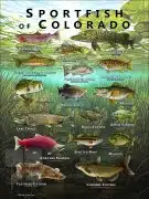Poster design featuring various species of sportfish native to Colorado state