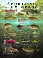 Poster design featuring various species of sportfish native to Colorado state