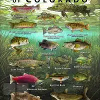 Poster design featuring various species of sportfish native to Colorado state