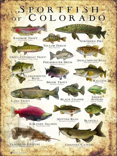 Sportfish of Colorado Poster Print - Image 3