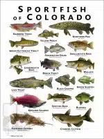 Sportfish of Colorado Poster Print - Image 2