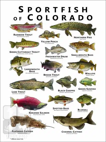 Sportfish of Colorado Poster Print - Image 2