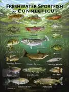 Poster design featuring various species of sportfish native to Connecticut