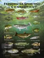 Poster design featuring various species of sportfish native to Connecticut