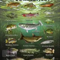 Poster design featuring various species of sportfish native to Connecticut