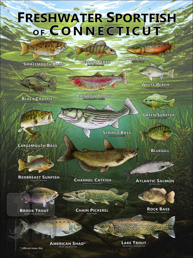 Connectiect State Fish Freshwater Sportfish of Connecticut Poster Print