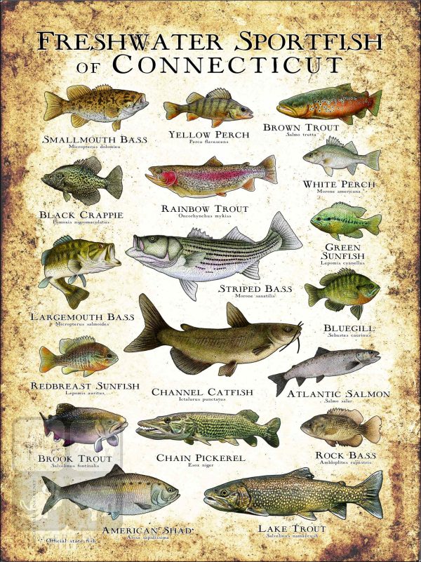 Freshwater Sportfish of Connecticut Poster Print - Image 3